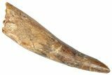 Bargain, Fossil Spinosaurus Tooth - Real Dinosaur Tooth #346306-1